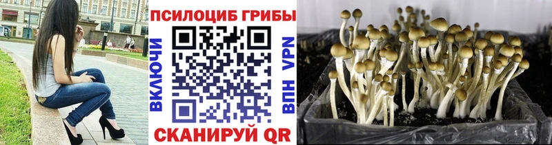 Псилоцибиновые грибы MAGIC MUSHROOMS  где купить наркотик  Михайловск 
